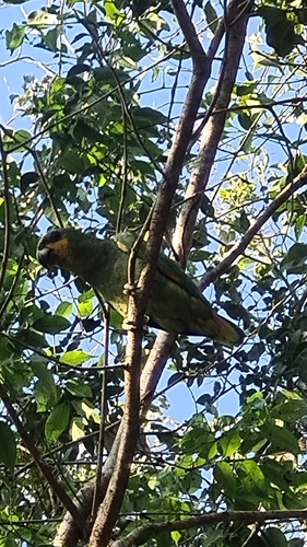 Orange-winged Amazon