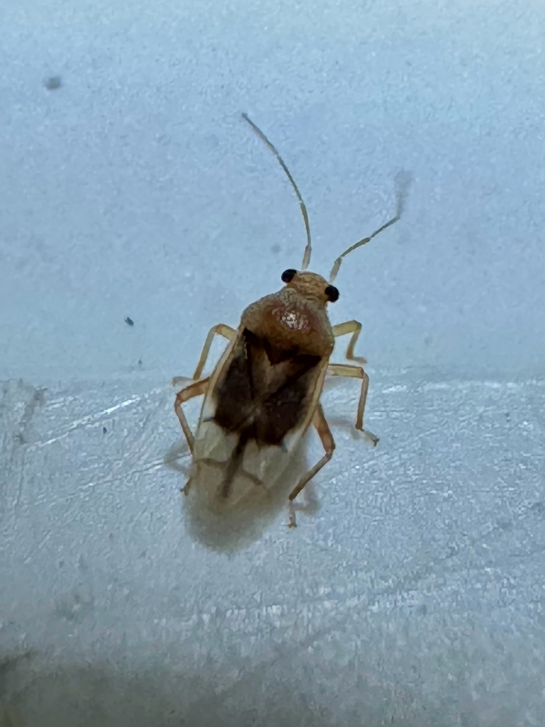 Small green plant bug