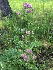 Valeriana officinalis