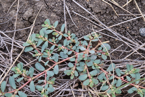 Thymeleaf Sandmat (Euphorbia serpillifolia)