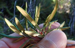 Lomatia polymorpha, photograph author not stated, no rights reserved