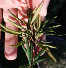 Lomatia polymorpha, photograph author not stated, no rights reserved