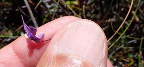Tiny Bladderwort (Utricularia lateriflora)