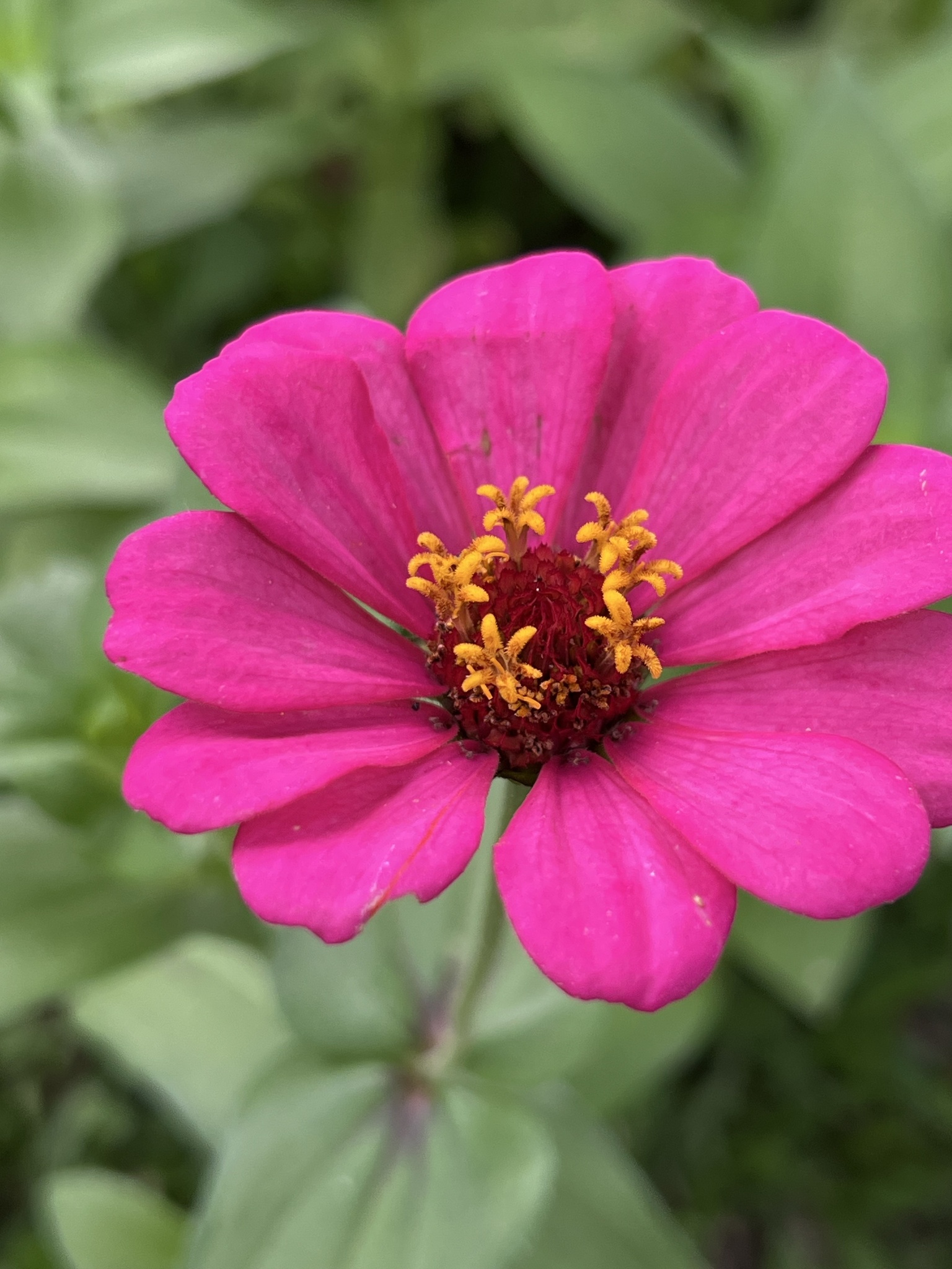 Zinnia elegans