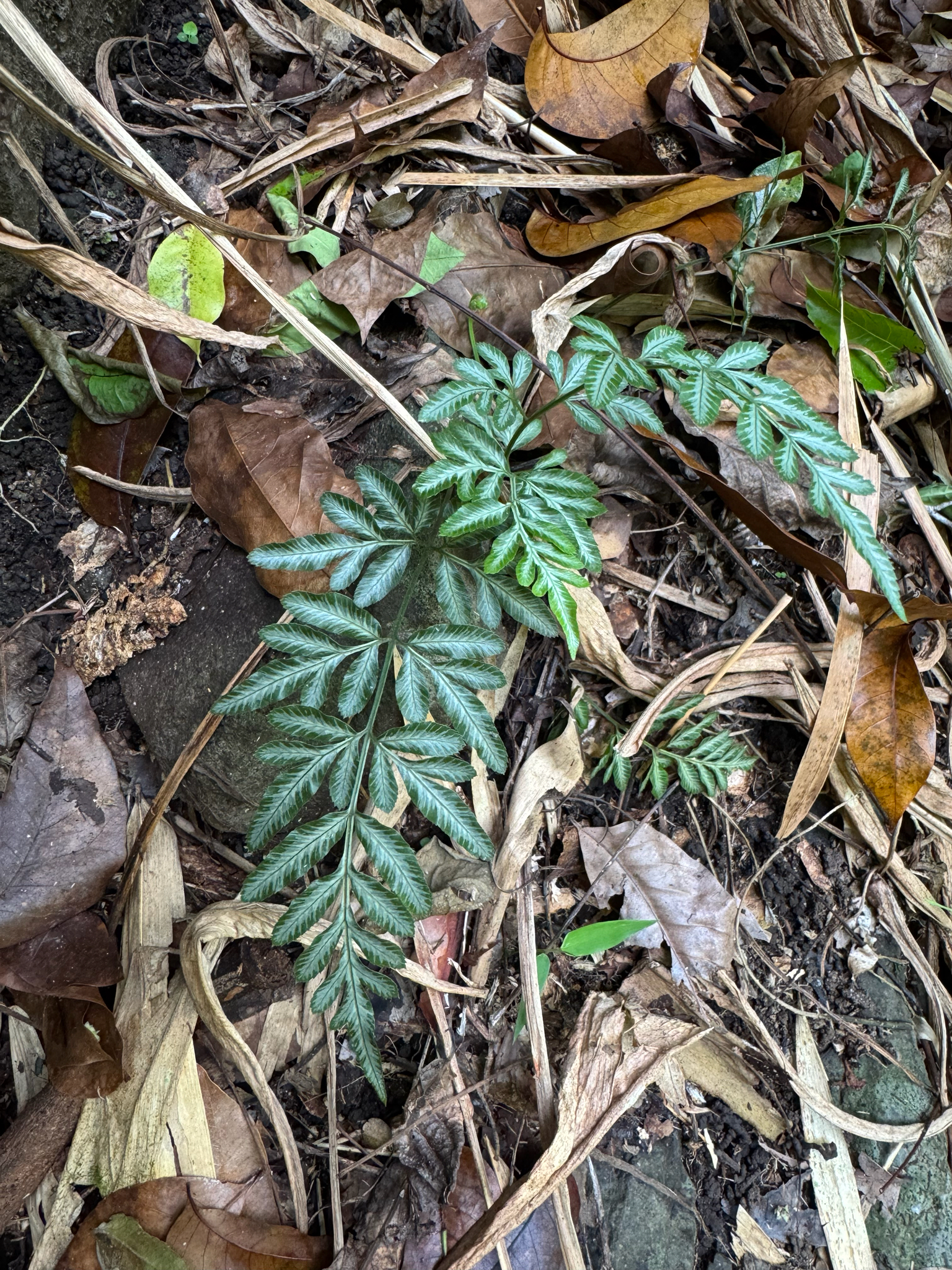 Slender Brake (Pteris ensiformis)