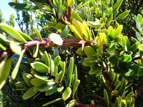 white waratah (Agastachys odorata)