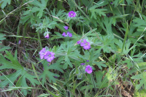 Alderney Crane's-bill (Geranium core)