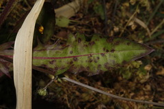 Puccinia crepidis-blattarioidis