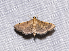 Omiodes indicata
