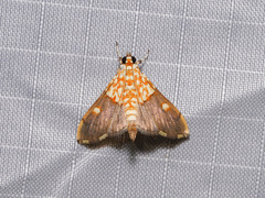 Agrotera basinotata