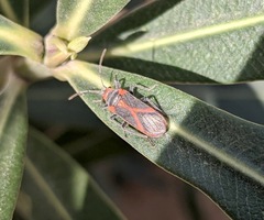 Caenocoris nerii