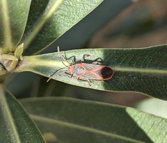 Caenocoris nerii