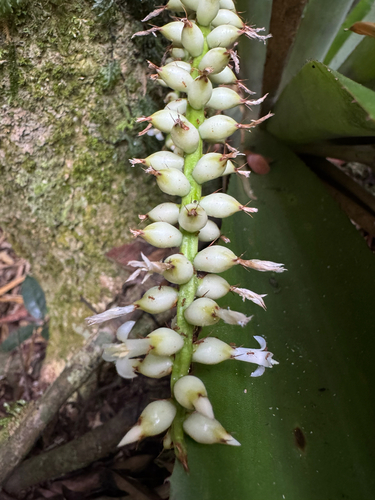 Wittmackia lingulata, photograph 2