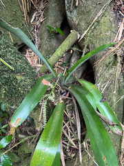 Wittmackia lingulata, photograph (c) Matteo Bellucci, some rights reserved (CC BY)