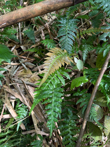 Hammock fern (Blechnum occidentale)