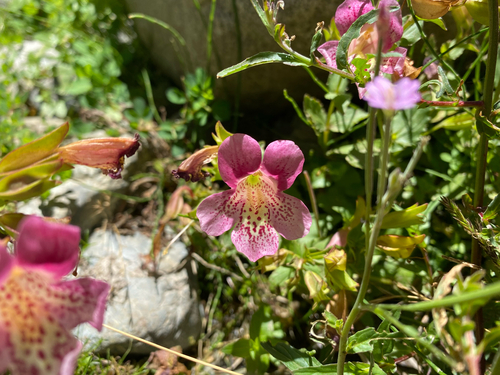 Erythranthe naiandina