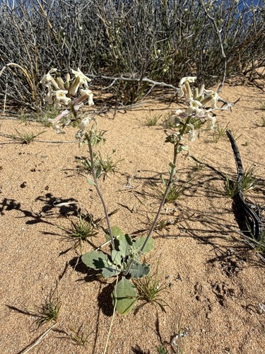 California shieldpod (Dithyrea californica)