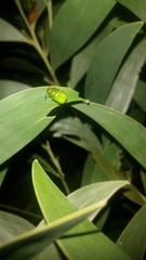 Calomela pallida