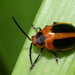Orange Oides Leaf Beetle - Photo (c) Dianne Clarke, some rights reserved (CC BY-NC), uploaded by Dianne Clarke