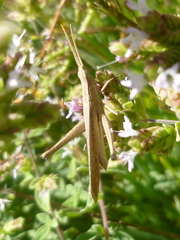 Allotruxalis gracilis