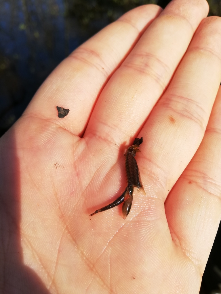 European Fairy Shrimp