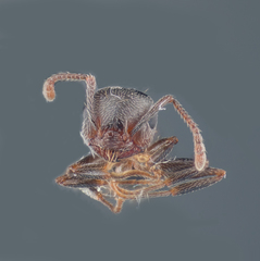 Crematogaster coarctata