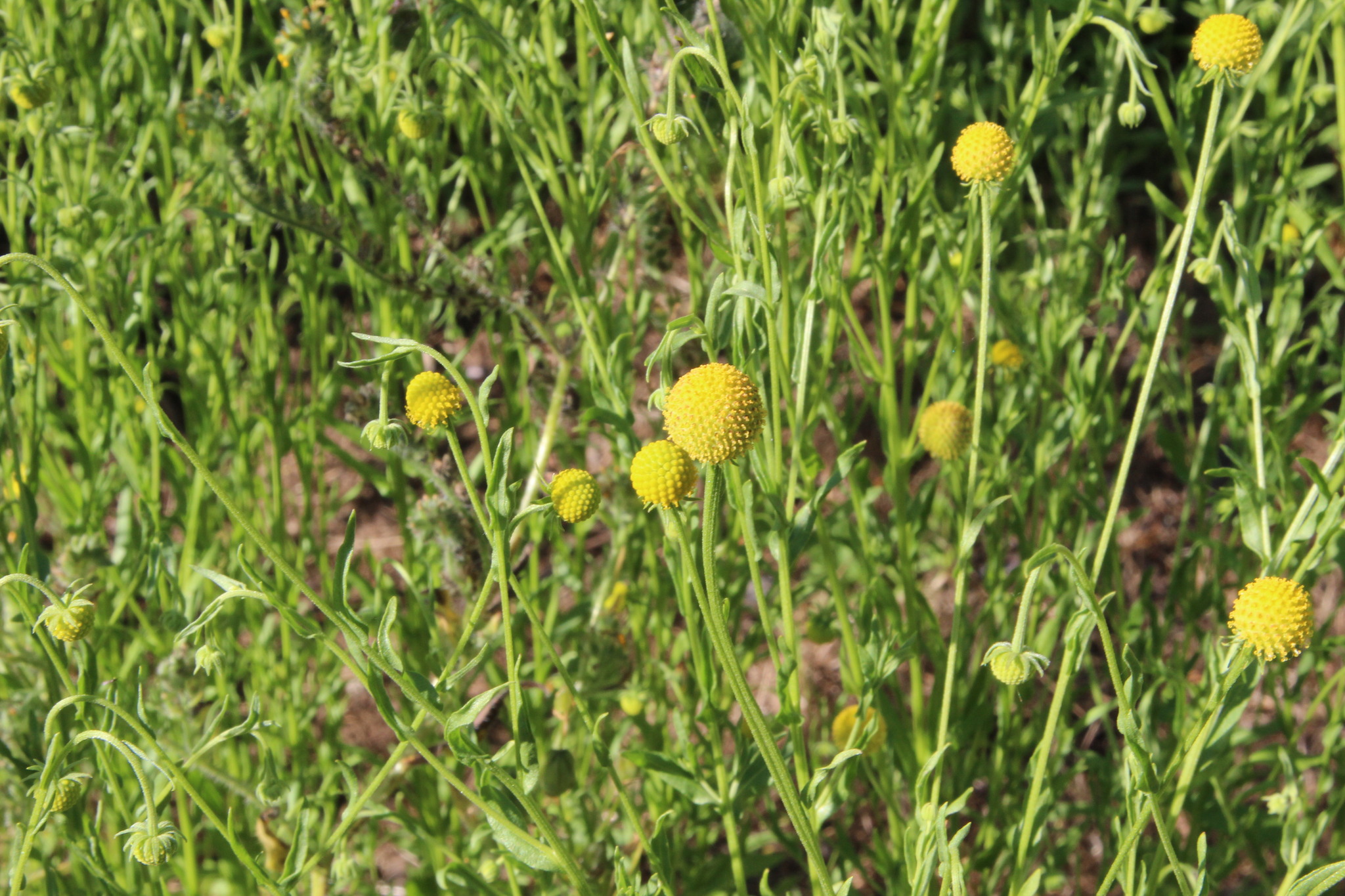 Helenium aromaticum