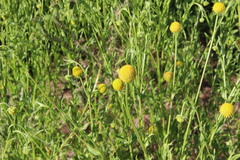 Helenium aromaticum, photograph (c) Cesar Ormazabal, some rights reserved (CC BY)