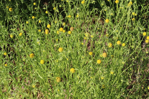 Helenium aromaticum, photograph 3