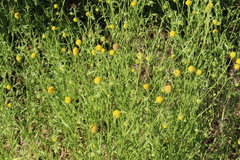 Helenium aromaticum, photograph (c) Cesar Ormazabal, some rights reserved (CC BY)