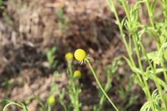 Helenium aromaticum, photograph (c) Cesar Ormazabal, some rights reserved (CC BY)
