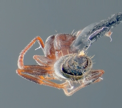 Crematogaster coarctata