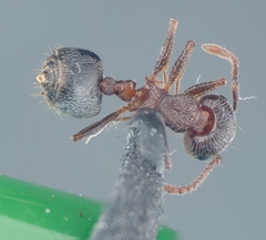 Crematogaster coarctata