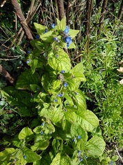 Pentaglottis sempervirens