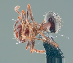 Crematogaster coarctata