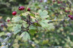 Crataegus monogyna