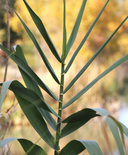 giant reed