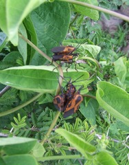 Sephina vinula