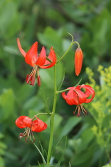 Lilium pumilum