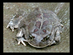 Sclerophrys garmani