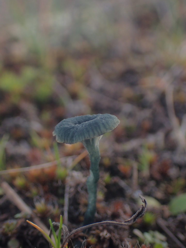 Arrhenia chlorocyanea · March 2026 · photo: © dgwdoesthings (iNaturalist, cc0)