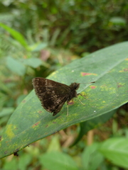 Hesperiidae