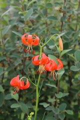 Lilium pumilum