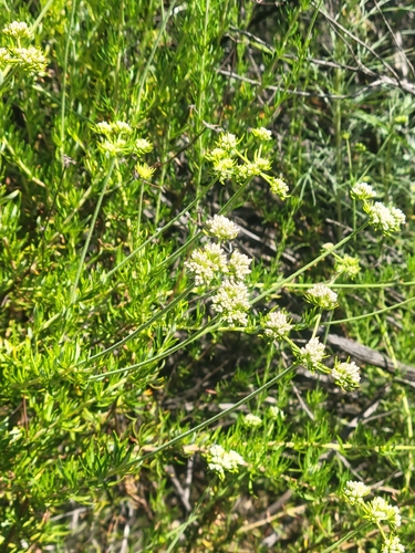 iNaturalist observation photo of California Buckwheat