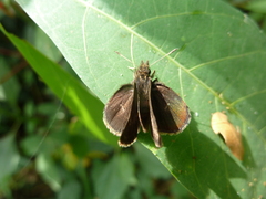 Hesperiidae
