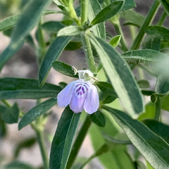 Justicia divaricata