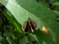 Hesperiidae