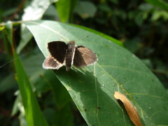 Hesperiidae