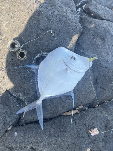 Airfin lookdown (Selene brevoortii) — Carangidae — 3