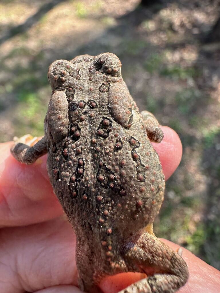 Fowler's Toad from Macon County, AL, USA on March 22, 2026 at 10:23 AM ...